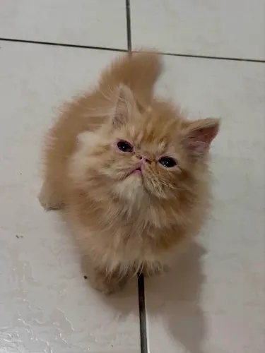 Gato persa (macho)