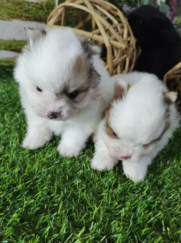 Bebe de lulu da Pomerânia com 30 dias 