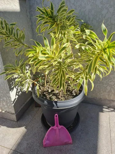 Vaso grande Dracaena Reflexa