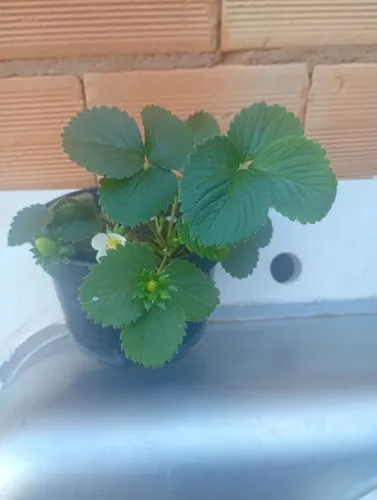 Vendo mudas de morango