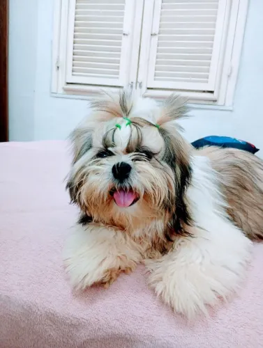 Shitzu