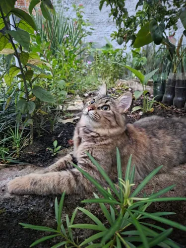 Doa-se gata castrada muito dócil