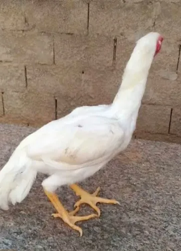 1 galo indio bico curto e 5 galinhas indias brancas