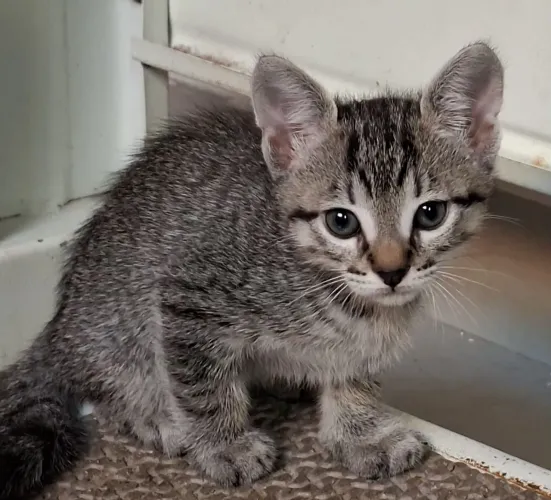 Doação responsável de gatos ja vermifugados