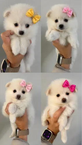 Lulu da Pomerânia anão branco - filhotes