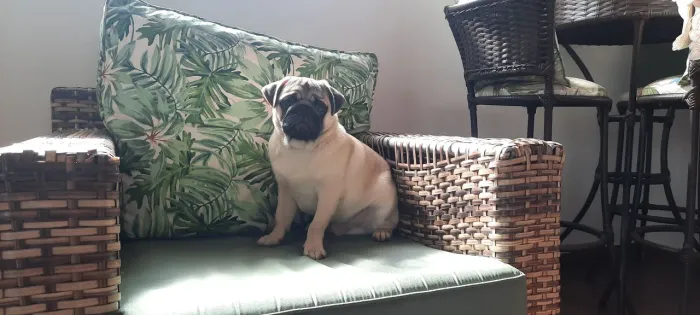 Promoção Último Pug todas vacinas 10x220
