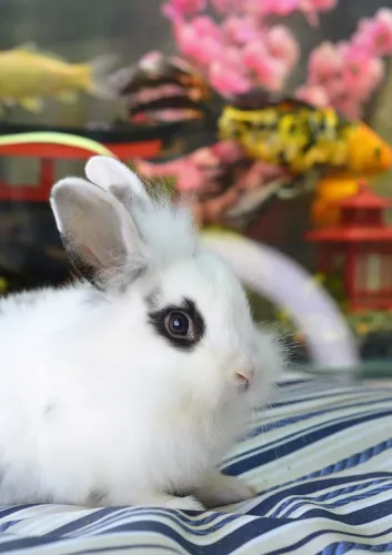 Coelho Mini Lion (macho) com veterinário responsável 