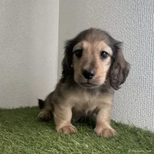 Baby super dócil: Teckel/Dachshund/Salsicha/Salsichinha/Basset/Cofap - Pelo longo