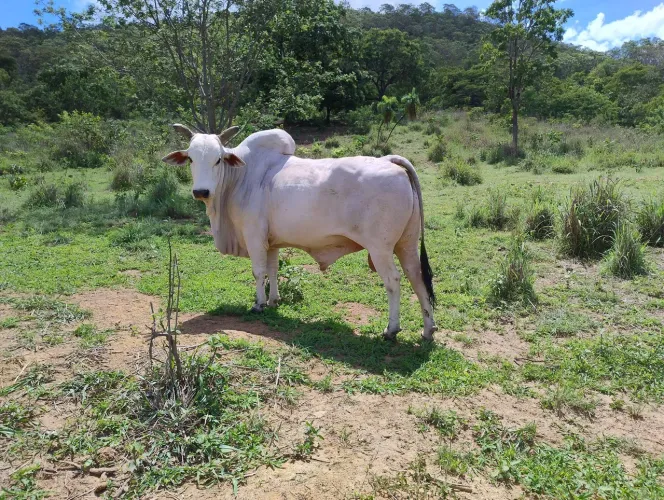 REPRODUTOR NELORE