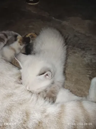 Doação de gatinhos 