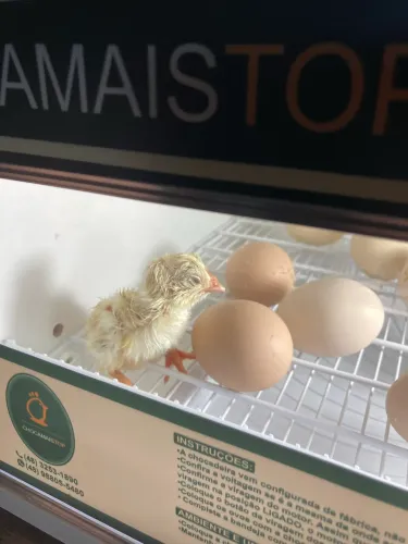 Chocadeira Chocamais para 48 ovos
