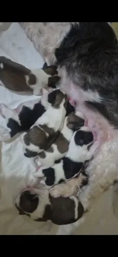 Filhotes de Shih Tzu