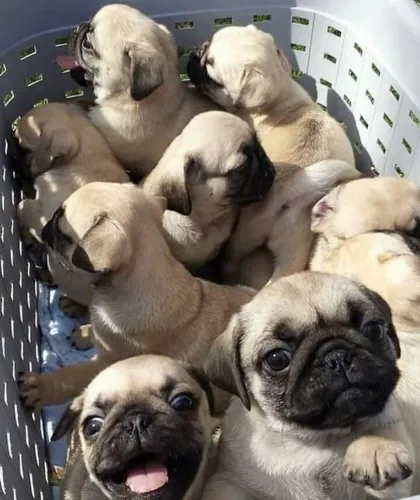 Pug lindo
