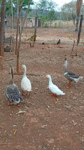 Vendo gansos