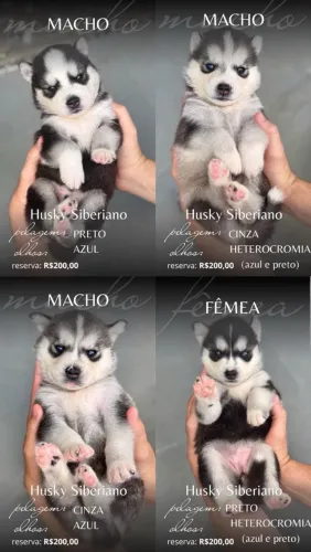 Filhote de Husky Siberiano 