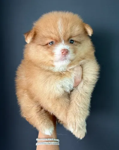 Lulu da Pomerania Ursinho super fofo ac cartão