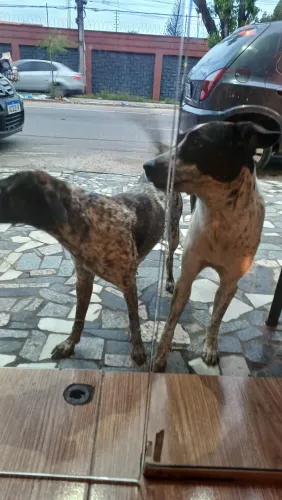 2 cachorras fêmeas vira-lata para adoção