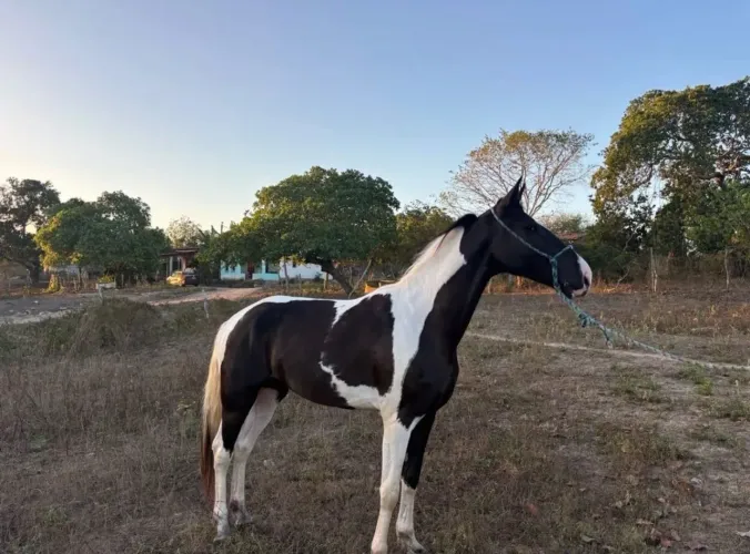 Cavalo