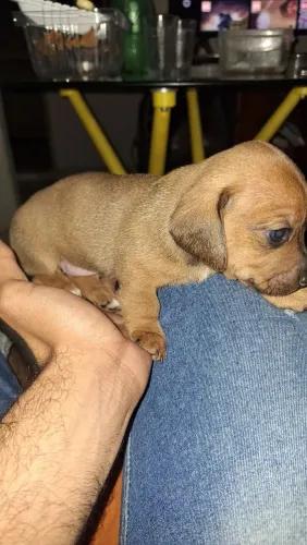 Cachorro filhote salsicha 