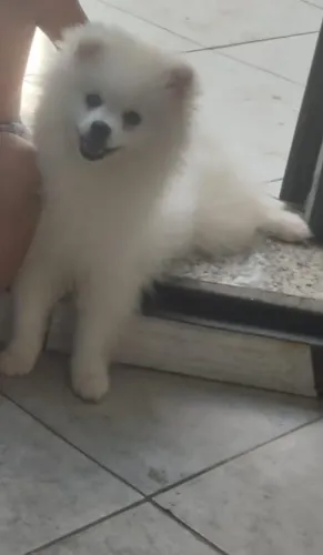Lulu