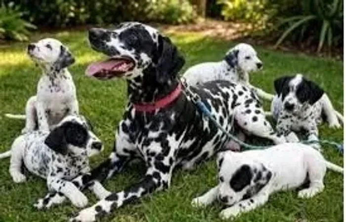 OTIMOS PARA CAÇAR Um amigo fiel para a vida toda. Zap 9.975I.649I