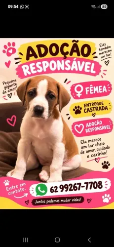 Doação de animais