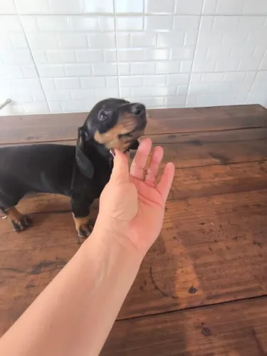 Promoção -Basset Daschund Fêmea Salsichinha