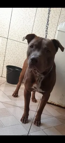 Pit Bull Para Adoção!!