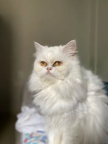 Doação de gatos