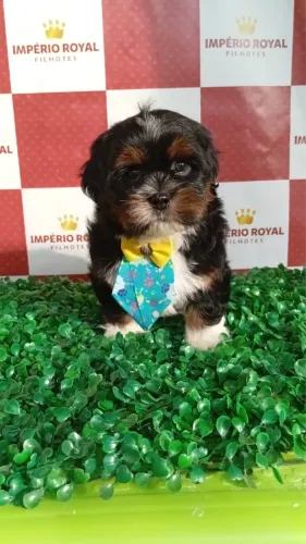 Shihtzu Machinho ***Promocao*** Dia dos Pais 