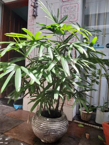 PLANTAS ORNAMENTAIS