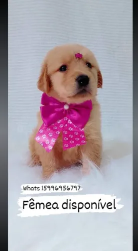 Filhotes de Golden Retriever