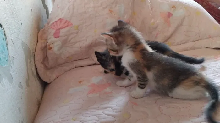 Gatinhos para adoção