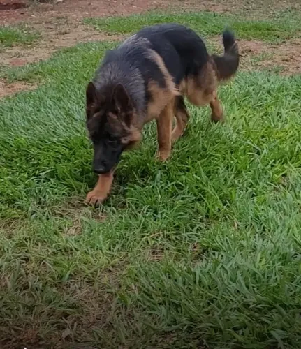Pastor alemão fêmea 6 meses