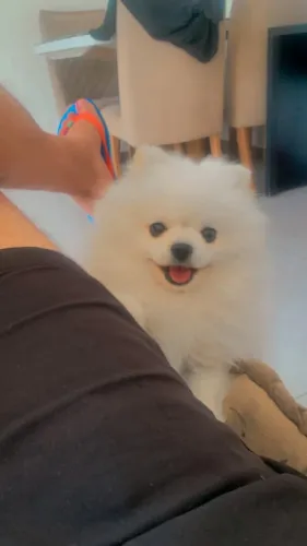 Procuro Fêmea Spitz Alemão para Cruza - Macho com Pedigree