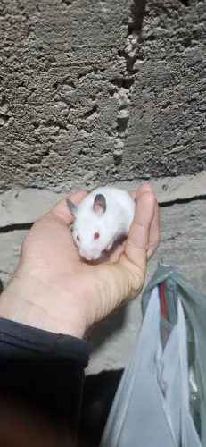 Hamster sírios disponíveis!