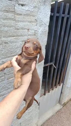 Dachshund Salsicha macho 
