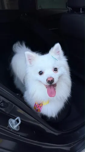 Spitz Alemão/lulu da pomerânia