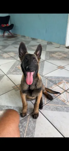 Pastor belga malinois 