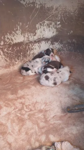 Bordecollie puros