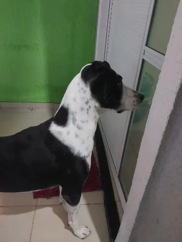 Adoção cachorro