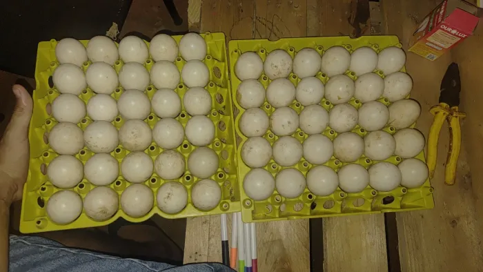 Ovos de patos galados 1.50 a unidade tem um pato macho e 5 femias 40 reais cada