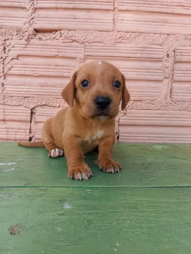 Filhotes de daschund (salsicha)