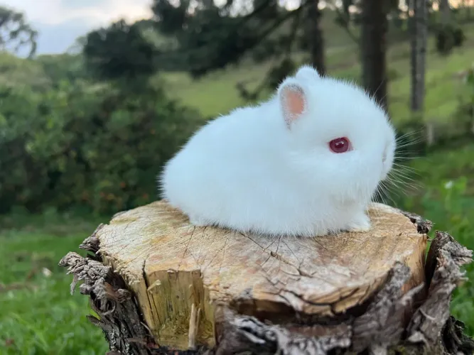 Coelho Netherland Dwarf macho