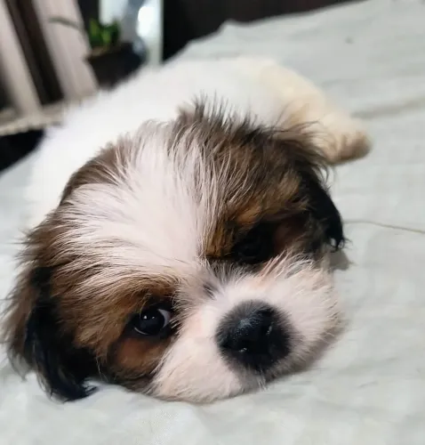 FILHOTES DE CACHORRO SHIH TZU RAÇA PURA