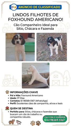 Cachorro