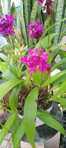 Orquidea grapete cheiro de uva