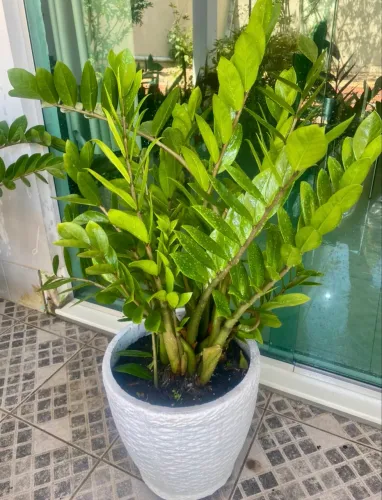 Lindas Zamioculcas