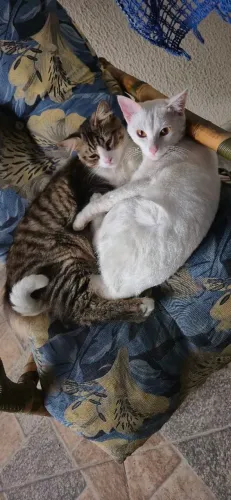 Gatos para adoção responsável 