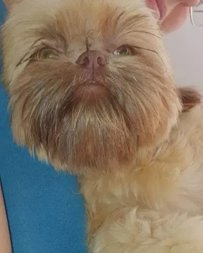 Fêmea shih tzu